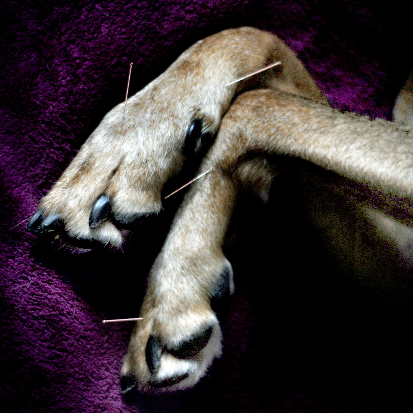 akupunktiota koiralle tornio joensuu oulu kittilä
