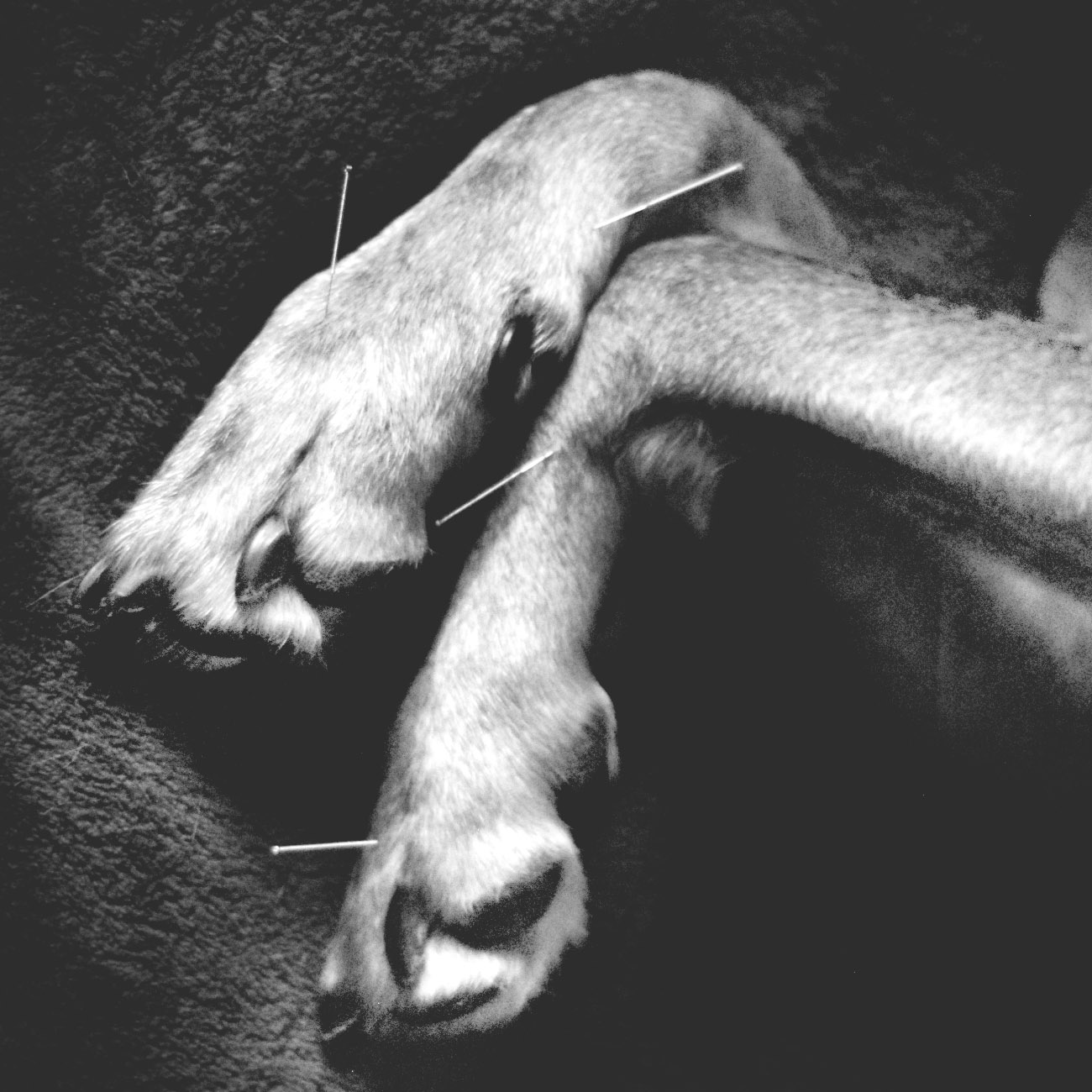 akupunktiohoito koiralle levi lappi kittilä tornio joensuu oulu
